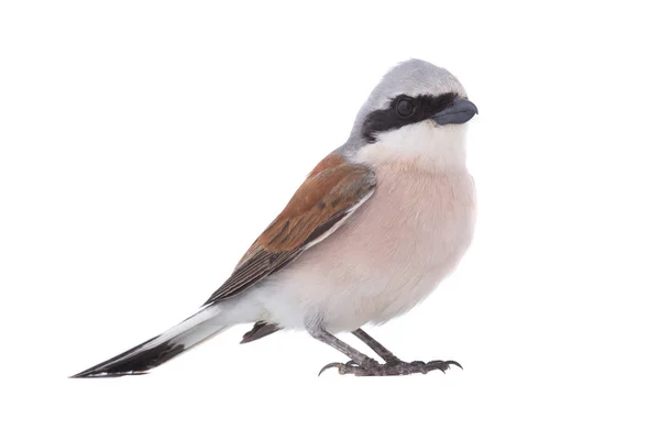 Shrike con respaldo rojo (Lanius collurio ) —  Fotos de Stock