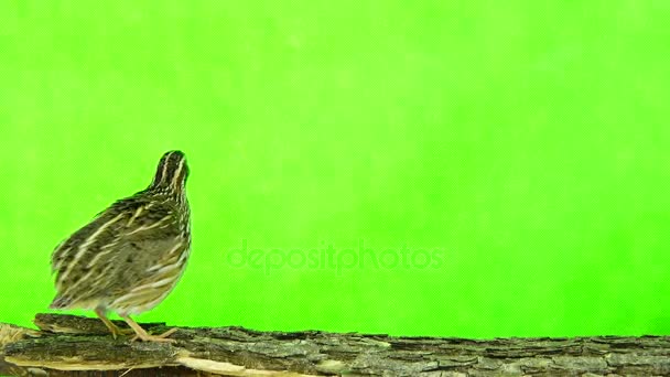 Volně žijící křepelka (Coturnix coturnix) — Stock video