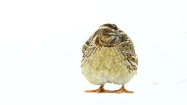 vahşi bıldırcın (Coturnix coturnix)