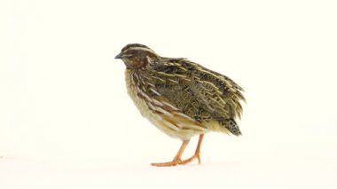 vahşi bıldırcın (Coturnix coturnix)