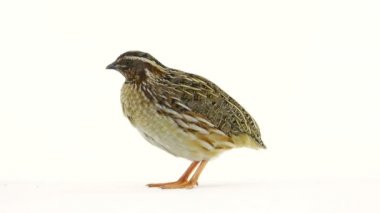 vahşi bıldırcın (Coturnix coturnix)