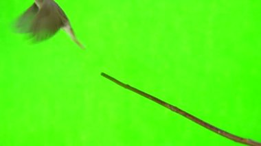 Bülbül (Luscinia luscinia) 