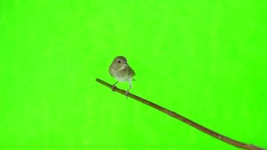 Bülbül (Luscinia luscinia) 