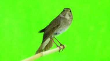 Bülbül (Luscinia luscinia) 