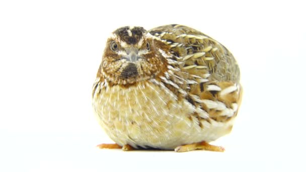Wild quail ( Coturnix coturnix) — Stock Video