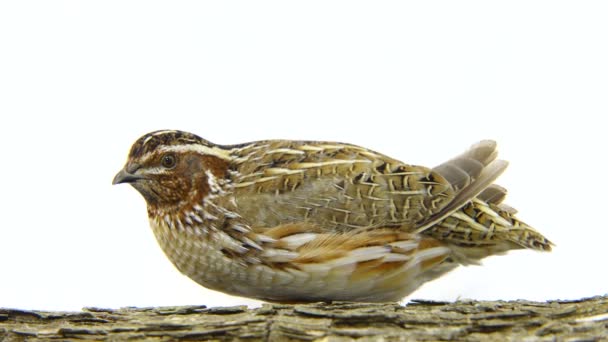 Volně žijící křepelka (Coturnix coturnix) — Stock video