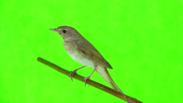 Nightingale (Luscinia luscinia) — Stock Video