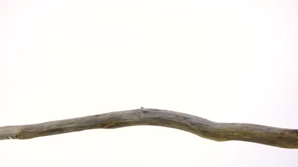 Соловьи (Luscinia luscinia) ) — стоковое видео