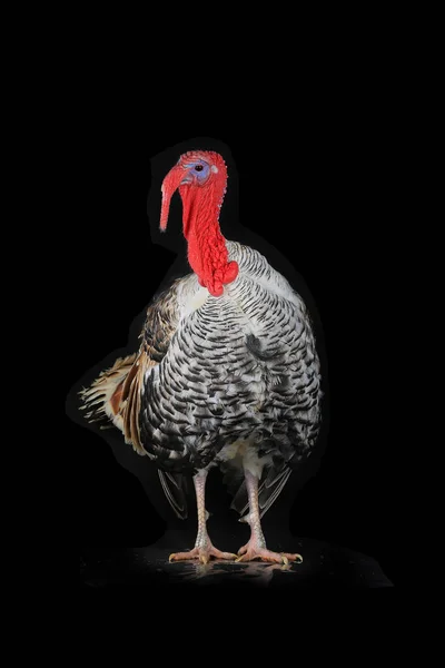 Turkey-cock isolated on a black — Stock Photo, Image