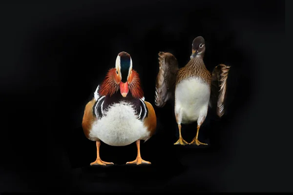 Two mandarin ducks — Stock Photo, Image
