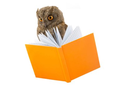 Baykuş ve kitap 