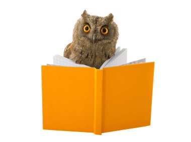 Baykuş ve kitap 