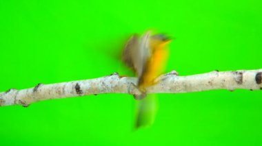 Batı Sarı kuyruksallayan (Motacilla flava)