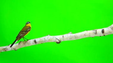 Batı Sarı kuyruksallayan (Motacilla flava)