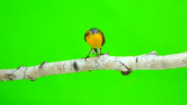 Cauda amarela ocidental (Motacilla flava ) — Vídeo de Stock