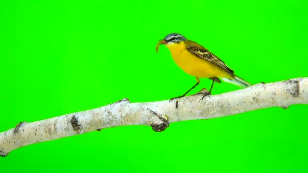 Coda mozza gialla occidentale (Motacilla flava ) — Video Stock