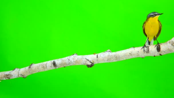 Cauda amarela ocidental (Motacilla flava ) — Vídeo de Stock
