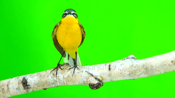 Western yellow wagtail (Motacilla flava) — Stock Video