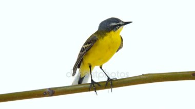 Batı Sarı kuyruksallayan (Motacilla flava)
