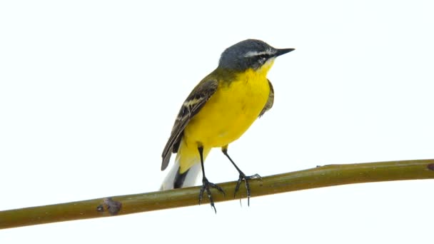 Västra gul Sädesärla (Motacilla flava) — Stockvideo