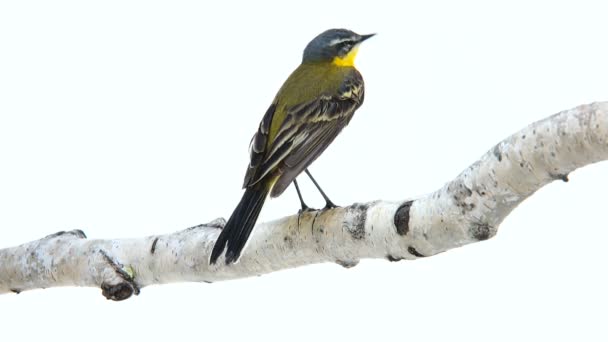 Coda mozza gialla occidentale (Motacilla flava ) — Video Stock