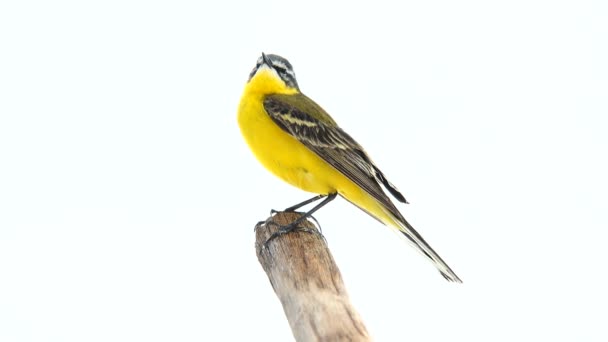 Cauda amarela ocidental (Motacilla flava ) — Vídeo de Stock