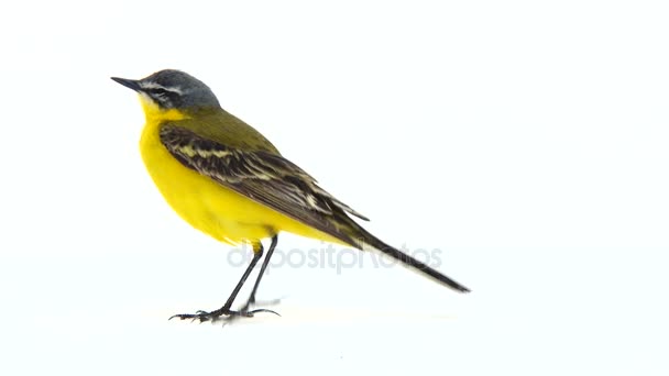 Queue d'aigle jaune occidentale (Motacilla flava ) — Video