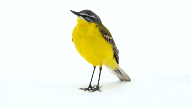 Western yellow wagtail (Motacilla flava) — Stock Video