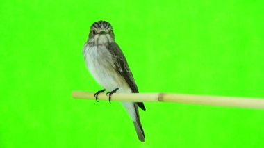 Benekli sinekkapan (muscicapa striata) 