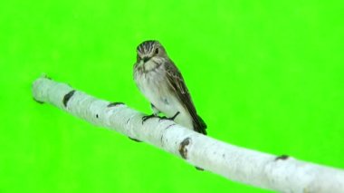 Benekli sinekkapan (muscicapa striata) 