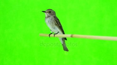 Benekli sinekkapan (muscicapa striata) 