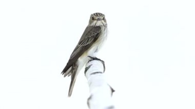 Benekli sinekkapan (muscicapa striata)