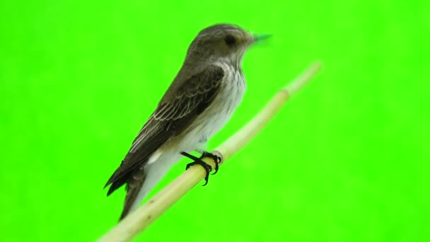 Spotted Flycatcher (Muscicapa striata) — Stock Video