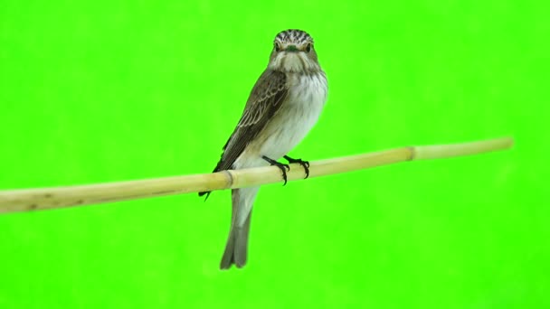 Atrapamoscas moteado (Muscicapa striata ) — Vídeo de stock