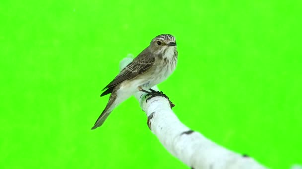 Benekli sinekkapan (muscicapa striata) — Stok video