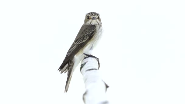 Szürke légykapó (muscicapa striata) — Stock videók