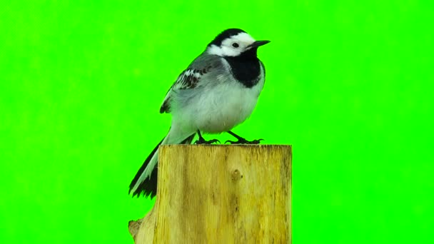 White Wagtail (Motacilla alba)\ — Stockvideo