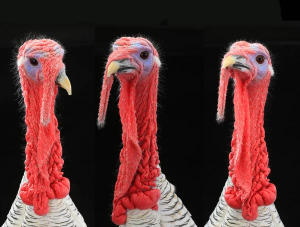 A portrait turkeys — Stock Photo, Image