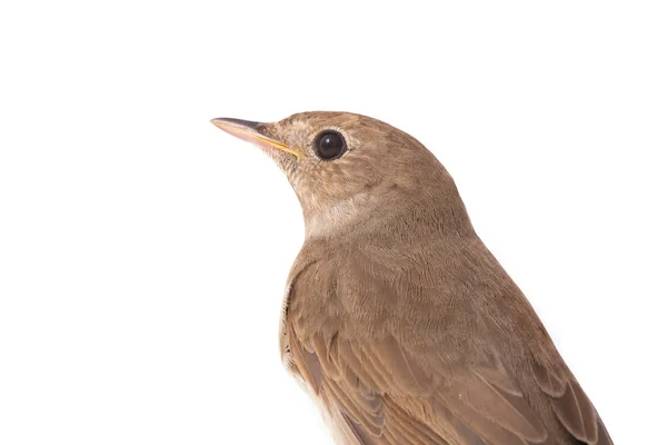 Retrato rouxinol (Luscinia luscinia ) — Fotografia de Stock