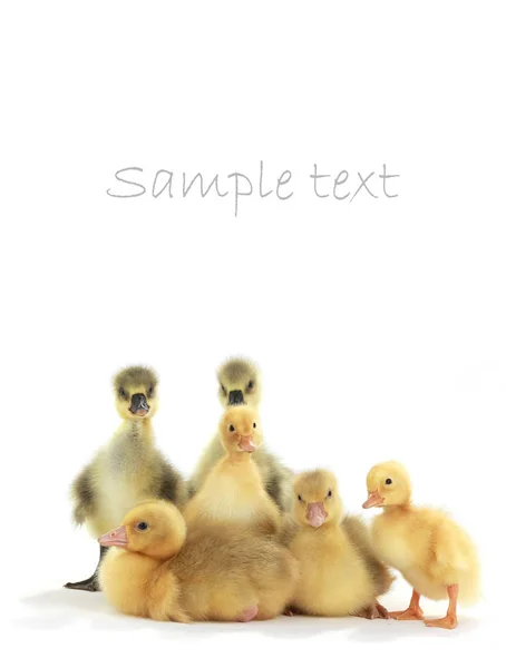 Een gans kippen — Stockfoto