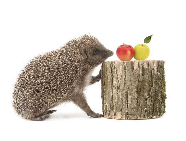 Ouriço e maçã — Fotografia de Stock