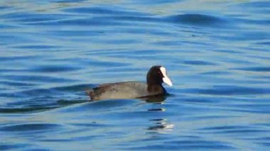 Avrasya Ördeği (Fulica atra)