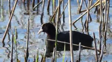 Avrasya Ördeği (Fulica atra)