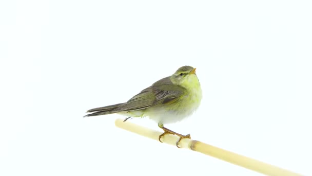 Salgueiro (Phylloscopus trochilus) ) — Vídeo de Stock