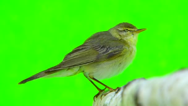 Salgueiro (Phylloscopus trochilus) ) — Vídeo de Stock