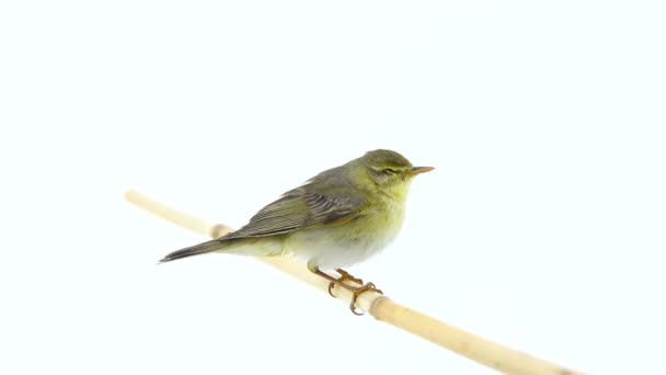 Ивовая камышовка (Phylloscopus trochilus ) — стоковое видео