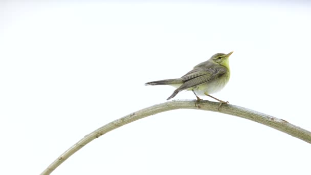 Willow çıvgın (Phylloscopus trochilus) — Stok video