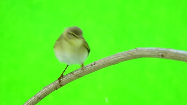 Paruline saule (Phylloscopus trochilus) ) — Video