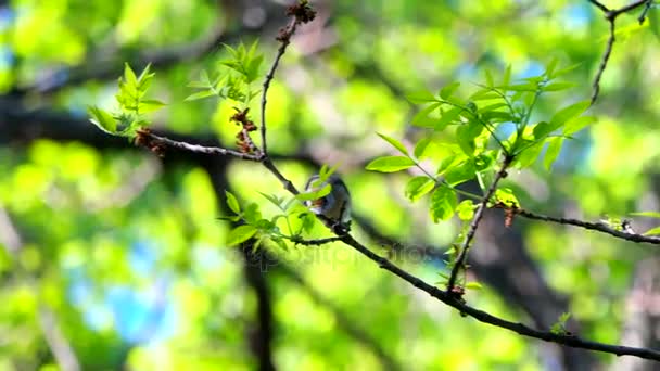 Oiseau rassemble de la nourriture — Video