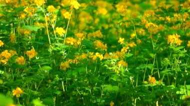 büyüyen bir kırlangıçotu